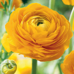 A yellow and gold ranunculus blossom, featuring the variety Tomer Yellow.