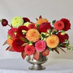 An arrangement of red, coral-pink, orange and yellow ball dahlias in a low pewter vase, showing the varieties Boom Boom Yellow, Maarn, Cornel and Zundert Mystery Fox.