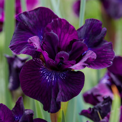 Iris Siberica Purplelicious