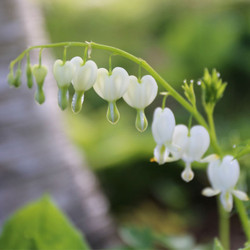 The white flowers of old fashioned bleeding heart, Dicentra spectabilis Alba, blooming in a shady spring garden.