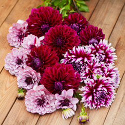 Dahlia Assorted Berries & Cream Collection