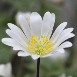 Anemone Blanda White Splendour