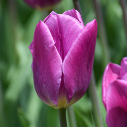 Tulip Single Late Bleu Aimable