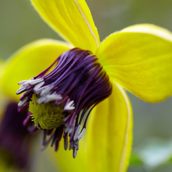 Clematis Tangutica Golden Tiara