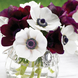 A small glass vase filled with anemones, featuring the pure white flowers of Black Eye and the deep maroon flowers of Bordeaux.