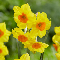 The fragrant and heat tolerant Tazetta daffodil Falconet, showing a cluster of little blossoms with bright yellow petals and small, deep orange cups.