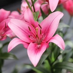 Lily Asiatic Sylt (Spring)