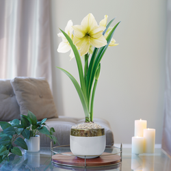 Amaryllis with Gold-Rimmed White Pot Growing Kit