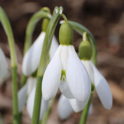 Side view of snowdrop flowers, showing the white and green blossoms of this early spring bulb.