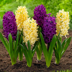 A garden scene with two varieties of spring-blooming hyacinths, featuring the creamy yellow flowers of City of Haarlem and the purple-burgundy flowers of Woodstock.