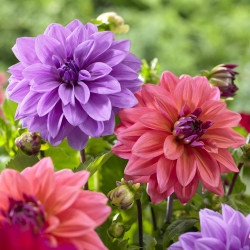 A colorful combination of decorative dahlias featuring one flower of purple and lavender Blue Bell, and two flowers of coral and deep purple American Dawn.