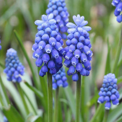 The flowers of spring-blooming bulb muscari Blue Magic, showing this grape hyacinth's striking light blue and dark blue blossoms.