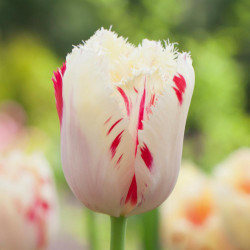 Single flower of tulip Carousel showing fringed white petals with red stripes and flecks.