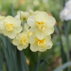 Daffodil Double Yellow Cheerfulness