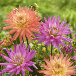 A collection of two different cactus dahlias, featuring the spiky golden yellow and orange flowers of Karma Corona, beside the hot pink and white blossoms of Karma Pink Corona.