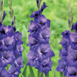 The flower spikes of gladiolus Mante, showing deep purple and indigo blossoms on tall flower stalks.