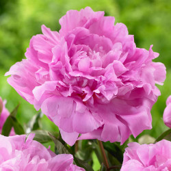 Peony Lactiflora Dinner Plate