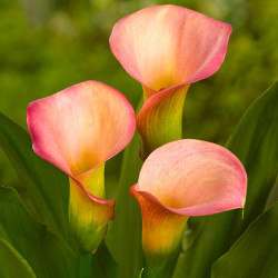 The peach-pink flowers of calla lily Natural Bouquet.
