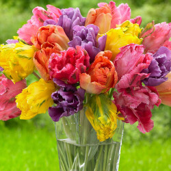 Large assortment of brightly-colored parrot tulips in a vase, including big flowers with fringed petals in colors such as pink, yellow, purple, red and orange.