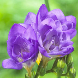 The violet-blue flowers of a fragrant double freesia.