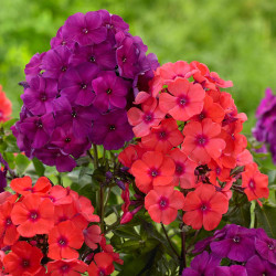 Phlox Paniculata Orange Perfection & Nicky