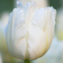 A close up of White Parrot tulip, showing the fringed and feathered petals that make this variety so distinctive.
