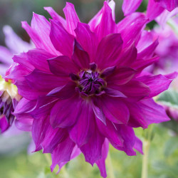 One blossom of the violet and deep pink dinnerplate dahlia Purple Taiheijo.