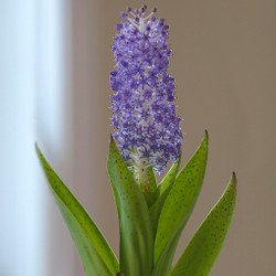 The purple-blue flower of scilla maderiensis, which can be grown indoors in all but the warmest climates.