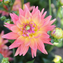 Cactus dahlia Karma Corona, featuring a single blossom with spiky, salmon pink petals and a glowing, pale yellow center.