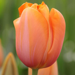 Side view of one single late tulip flower featuring variety Dordogne with petals that display colors of orange, salmon, pink and yellow.