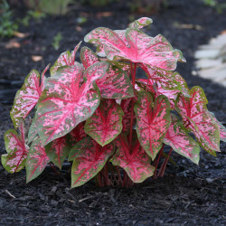 Caladium Carolyn Whorton lighting up a shady garden with its decorative pink foliage.