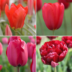 The Really Red Collection features four varieties of red tulips that bloom early, mid and late spring, including Red Emperor, Red Impression, Midnight Magic and Sky High Scarlet.
