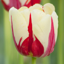 Side view of a single red and white tulip flower showing the single late variety World Expression.