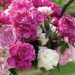 Peony Lactiflora Double Mix - Bulk Offer