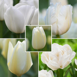 Close ups showing a collection of five varieties of white tulips that have different flower shapes and bloom times.