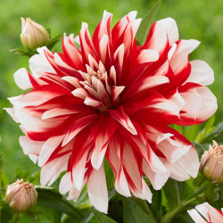 Decorative dahlia Catching Fire, showing one flower of this two-tone variety with cherry red and white petals.