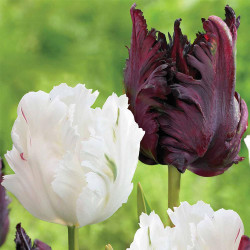 Side view of two parrot tulip flowers featuring White Parrot and the burgundy-maroon variety Black Parrot.