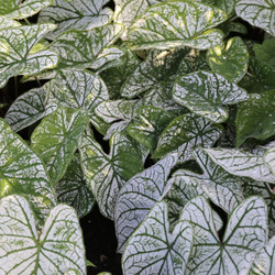 A large shady garden bed filled with the decorative foliage of caladium White Christmas.