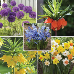 A collection of spring-blooming, deer-resistant flower bulbs, including alliums, fritillaria, daffodils and scilla siberica.
