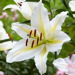 Oriental lily Bafferari, showing one large and fragrant blossom with pure white petals that feature a pale yellow stripe down the center.