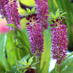 The amethyst-purple flowers of eucomis Leia, a pineapple lily that's ideal for patio planters.