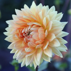 Close up on a single blossom of the decorative dahlia Noordwijks Glorie, showing this variety's subtle color variations of light and dark gold with hints of pale yellow and peach.