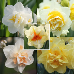 Assorted Double Daffodil Collection with five different varieties of double daffodils, including the varieties Lingerie, Sherborne, Cheerfulness, Delnashaugh and Tahiti.