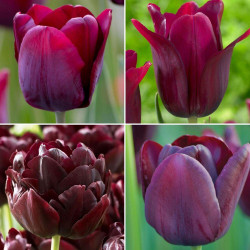 Bountiful Burgundy tulip collection features four varieties of burgundy and maroon tulips with flower styles that include single, double and lily-flowered.