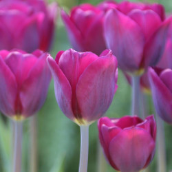 An impressive spring planting featuring the burgundy and violet flowers of Triumph tulip Purple Lady.