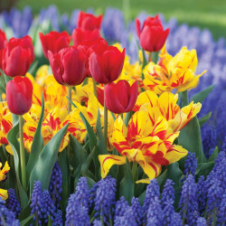 A collection of spring-blooming bulbs featuring red tulips, red and yellow double tulips and blue muscari.