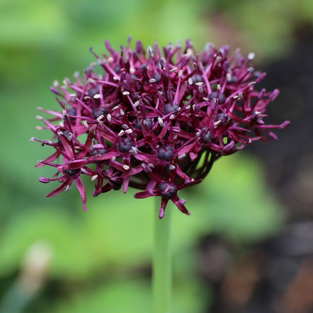 Allium Bulbs for Sale Shop Ornamental Onions Longfield Gardens