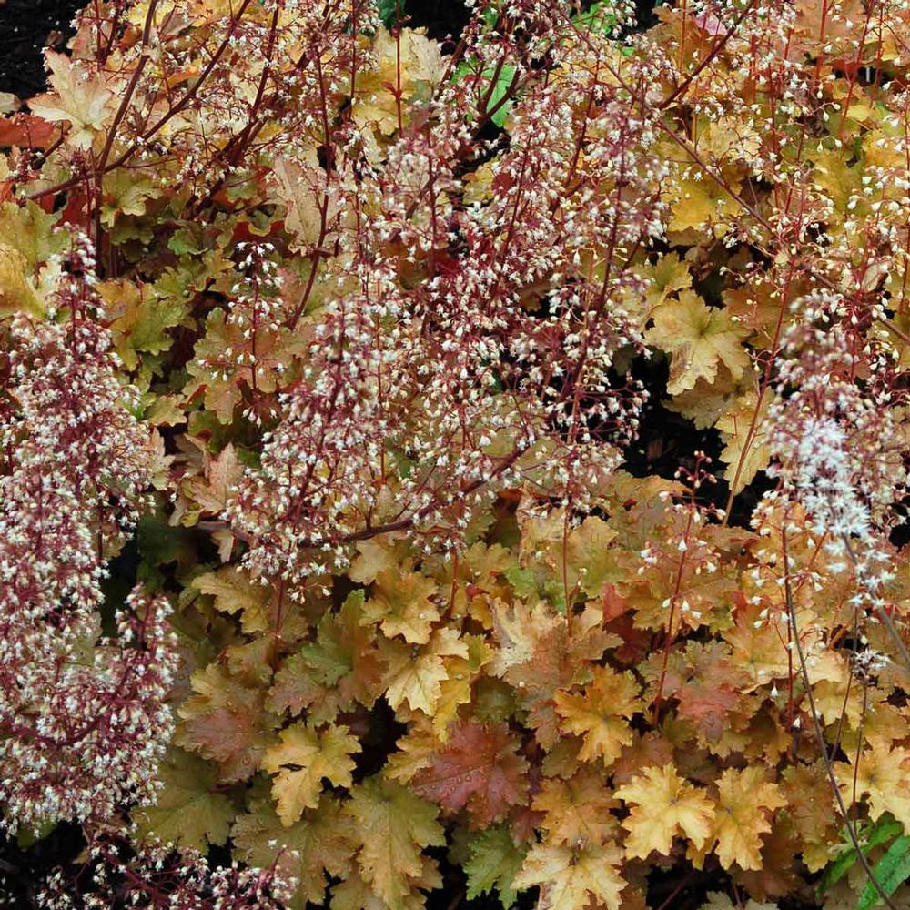 Heuchera Marmalade 1 starter plant Longfield Gardens