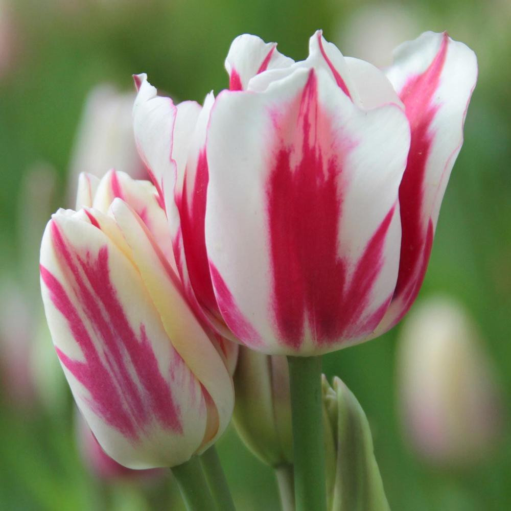 Tulip Assorted Flirty Fleurs Jubilee Collection 60 count Longfield