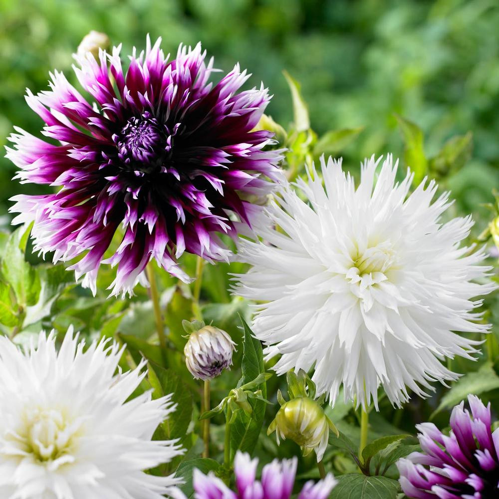 Dahlia Cactus Alauna Clair-Obscur & Tsuki-Yori-No-Shisha - 4 tuber